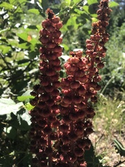 Pterospora andromedea