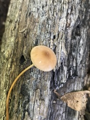 Rhizomarasmius