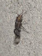Psocinae
