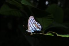 Chloreuptychia chlorimene