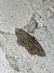 Ectropis crepuscularia