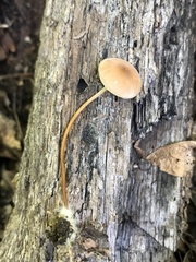 Rhizomarasmius