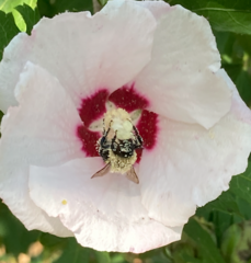 Apinae