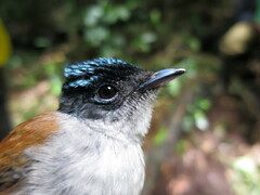 Terpsiphone atrochalybeia