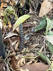 Elgaria multicarinata webbii