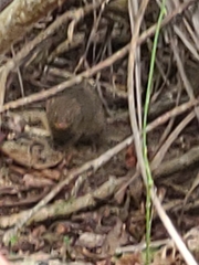 Urva auropunctata