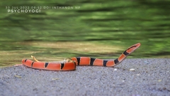 Oreocryptophis porphyraceus