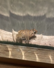 Eleutherodactylus planirostris