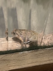 Eleutherodactylus planirostris