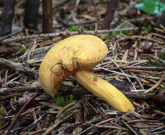 Chalciporus piperatus
