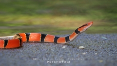 Oreocryptophis porphyraceus
