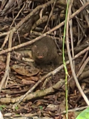 Urva auropunctata