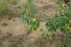 Populus nigra