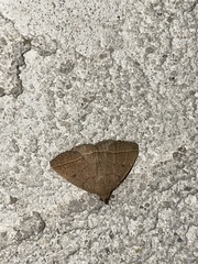 Zanclognatha jacchusalis