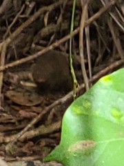 Urva auropunctata