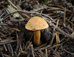 Chalciporus piperatus