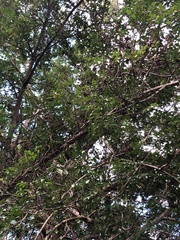 Breynia oblongifolia