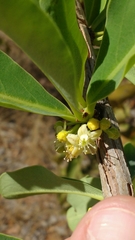 Erythroxylum suberosum