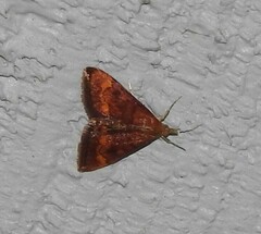 Pyrausta californicalis