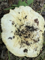 Lactarius maculatipes