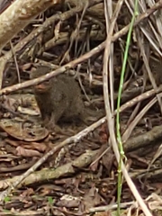 Urva auropunctata