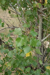 Populus nigra