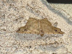 Macaria aemulataria