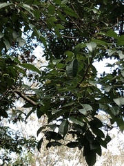 Breynia oblongifolia