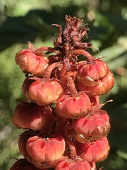 Pterospora andromedea