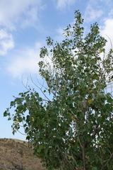 Populus nigra