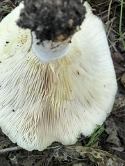 Lactarius maculatipes