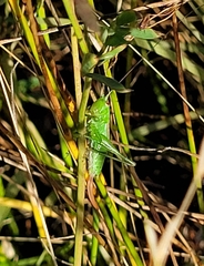 Conocephalus dorsalis
