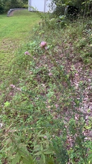 Lespedeza virginica