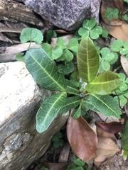 Cupaniopsis anacardioides