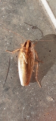 Blattella