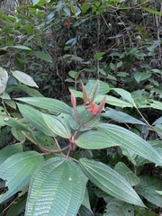 Miconia pubistyla