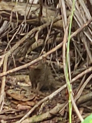 Urva auropunctata