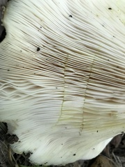 Lactarius maculatipes