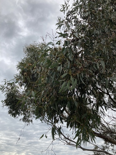 Image of Eucalyptus loxophleba by (c) Thomas Mesaglio, some rights reserved (CC BY)