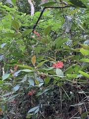 Miconia pubistyla