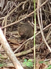 Urva auropunctata