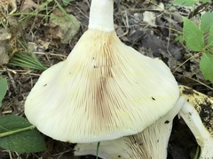Lactarius maculatipes