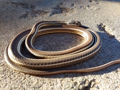 Masticophis taeniatus