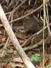 Urva auropunctata