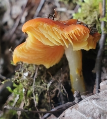 Hygrocybe