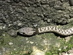 Hypsiglena chlorophaea