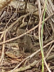 Urva auropunctata