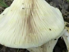Lactarius maculatipes