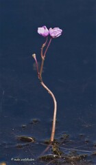 Utricularia purpurea