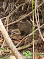 Urva auropunctata